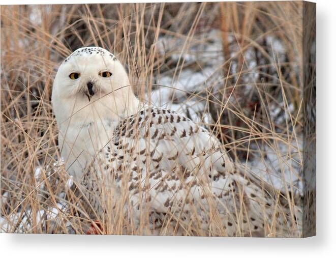 Snow Canvas Print featuring the photograph Snowy Owl by Nancy Landry
