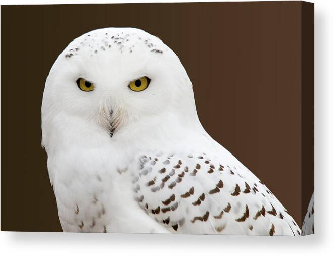 Snowy Owl Canvas Print featuring the photograph Snowy Owl by Steve Stuller