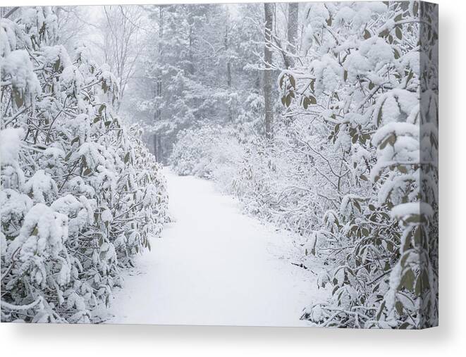 Moore State Park Paxton Ma Massachusetts Winter Snow Ice Icey Snowy Outside Outdoors Nature Natural New England Newengland Usa U.s.a. Forest Woods Secluded Trees Brian Hale Brianhalephoto Path Untraveled Snowing Canvas Print featuring the photograph Snowy Path by Brian Hale