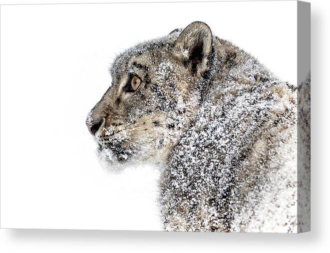 Snowy Snow Leopard Canvas Print featuring the photograph Snowy Snow Leopard by Wes and Dotty Weber