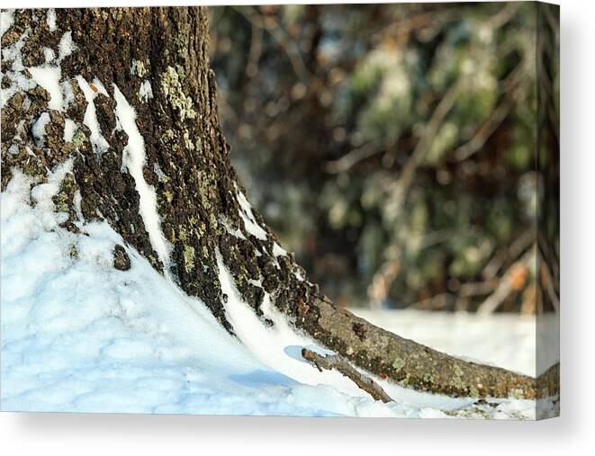 Snowy Canvas Print featuring the photograph Snowy Trunk by Travis Rogers