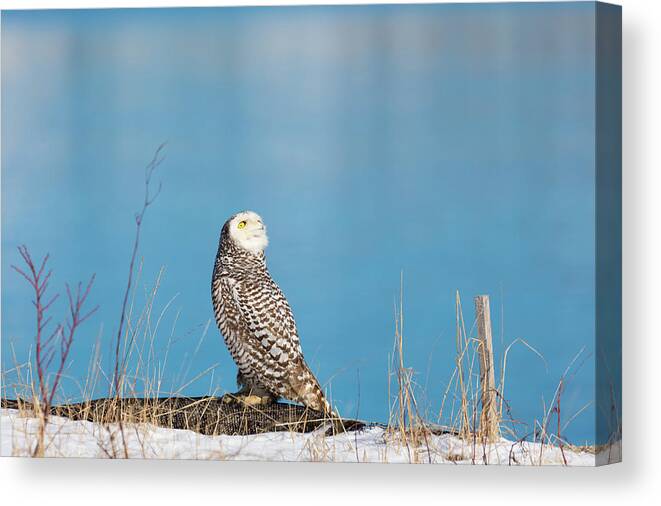 Snowy Owl Owls Snow Outside Outdoors Nature Natural Wild Life Wildlife Ornithology Birds Bird Birding Turn Around Turning Twisting Twist Watching Providence Ri Rhode Island Newengland New England Brian Hale Brianhalephoto Atlantic Ocean Canvas Print featuring the photograph Snowy Watching a Plane by Brian Hale