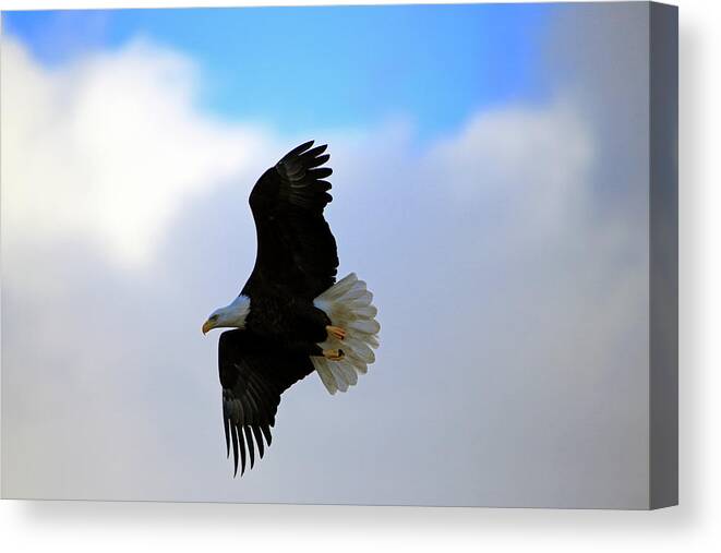 Eagle Canvas Print featuring the photograph Soaring Eagle by Gary Corbett