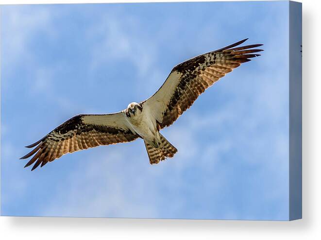 Osprey Canvas Print featuring the photograph Soaring Osprey by Jerry Cahill