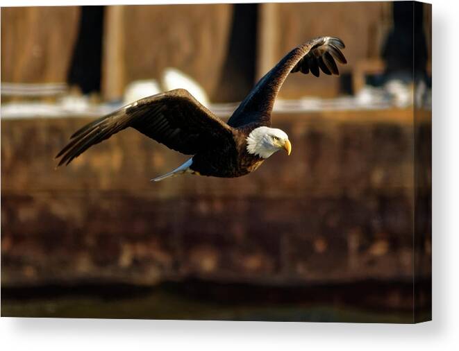 Bald Eagle Canvas Print featuring the photograph Soaring by Peter Ponzio