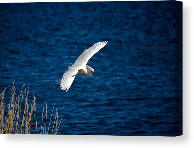 Bird Canvas Print featuring the digital art Soaring Snowy Egret by DigiArt Diaries by Vicky B Fuller