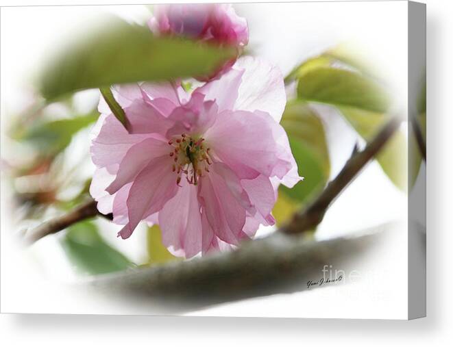 Flowers Canvas Print featuring the photograph Soft and Gentle by Yumi Johnson