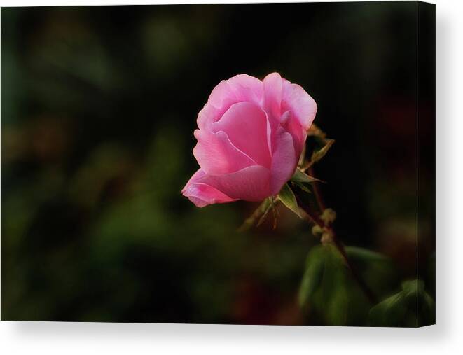 Rose Canvas Print featuring the photograph Soft and Pink on Dark by Mary Jo Allen