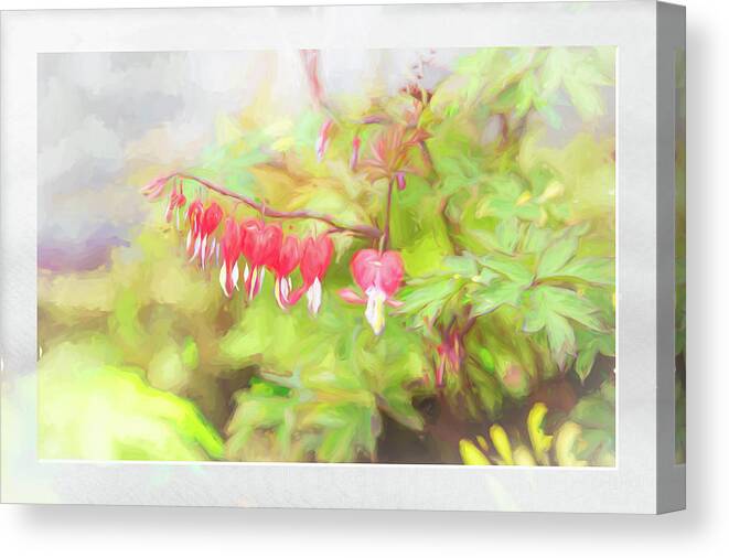 Flower Impressions Canvas Print featuring the photograph Soft Bleeding Hearts by Natalie Rotman Cote