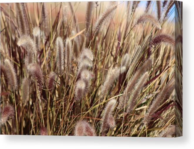 Soft Plumes Canvas Print featuring the photograph Soft Dried Plumes of Desert Grass by Colleen Cornelius