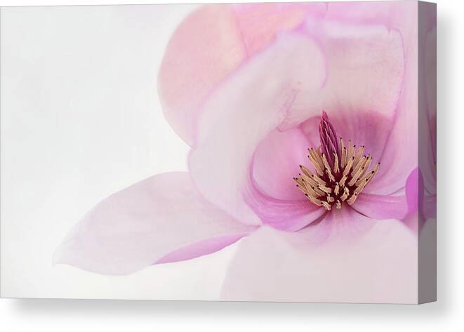 Japanese Magnolia Canvas Print featuring the photograph Soft Nest by Mary Jo Allen