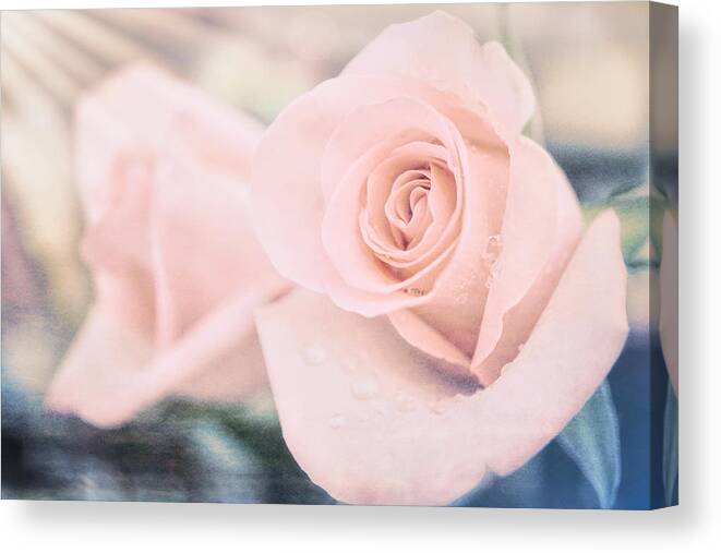 Rose Canvas Print featuring the photograph Soft Pastel Rose by Lilia S