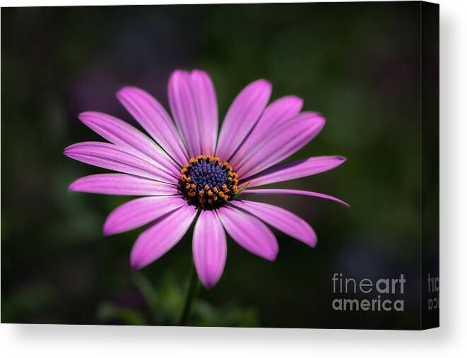 Flower Canvas Print featuring the photograph Soft Petals by Andrea Silies