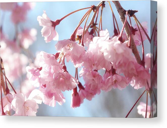 Trees Canvas Print featuring the photograph Soft Pink Blossoms by Trina Ansel