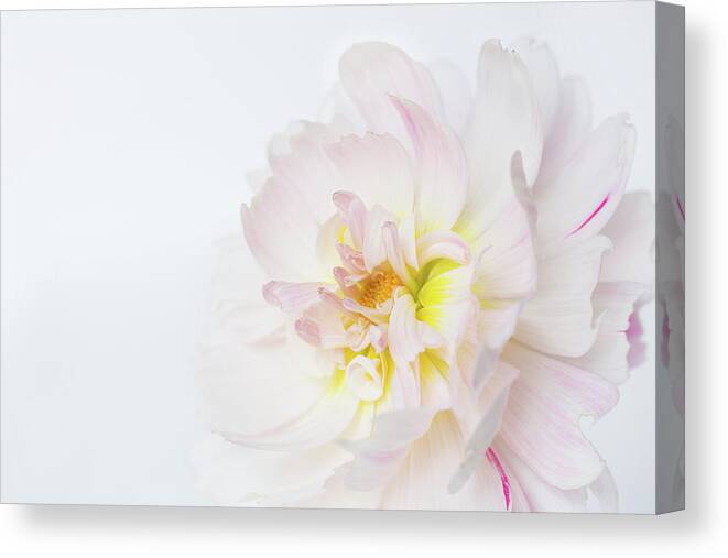 Dahlia Canvas Print featuring the photograph Soft Ruffles by Mary Jo Allen