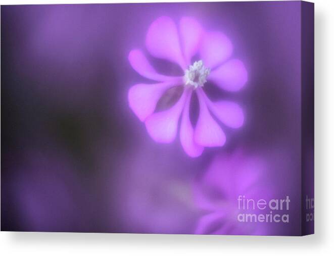 Flower Canvas Print featuring the photograph Soft Spring VI by Hernan Bua