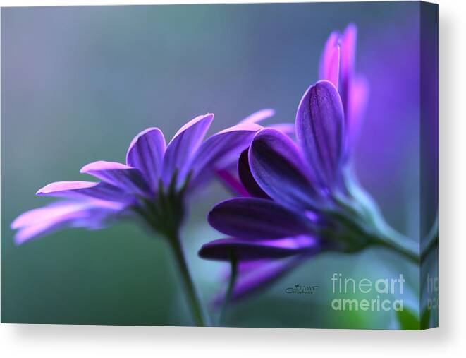 Photo Canvas Print featuring the photograph Soft Touch by Jutta Maria Pusl