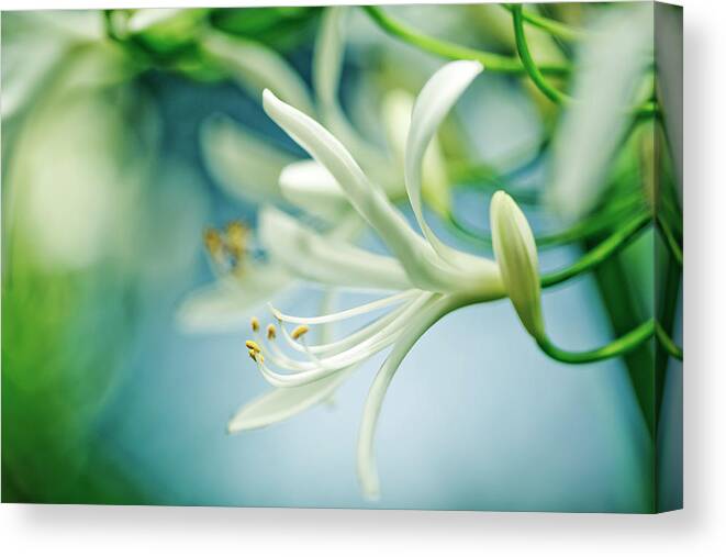 Soft Canvas Print featuring the photograph Soft White by Nailia Schwarz