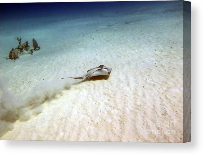 Underwater Canvas Print featuring the photograph Solitude by Daryl Duda