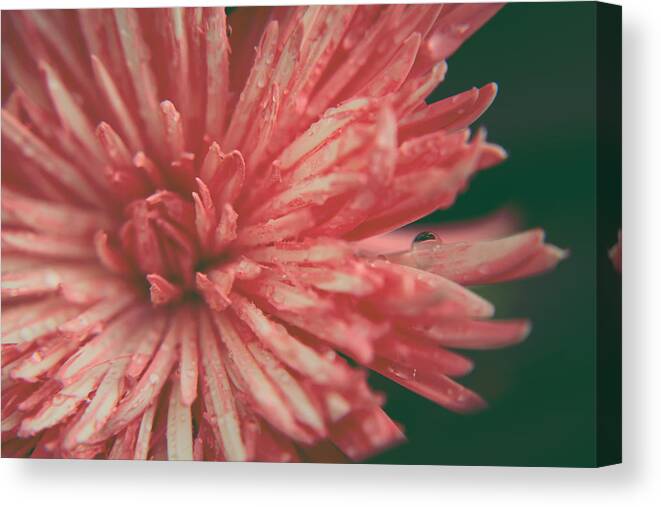 Flowers Canvas Print featuring the photograph Some Light Into My Darkness by Laurie Search
