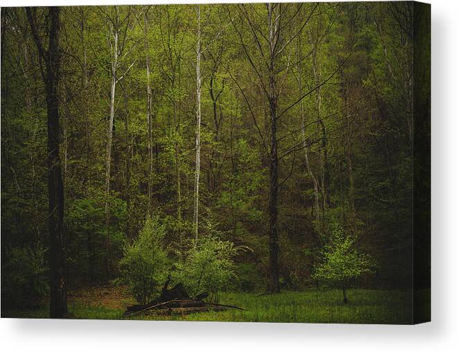 Woods Canvas Print featuring the photograph Somewhere In The Woods by Shane Holsclaw
