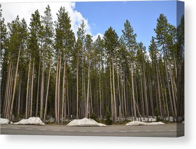 Trees Canvas Print featuring the photograph Somewhere in Wyoming by Erik Burg