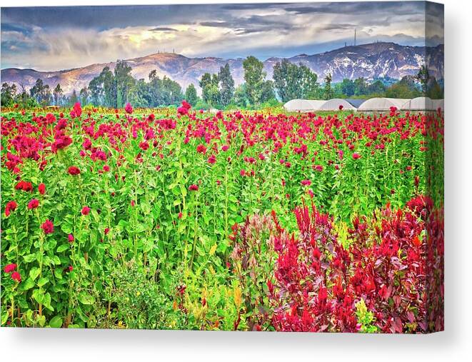 Moorpark Canvas Print featuring the photograph Somis Flower Fields by Lynn Bauer
