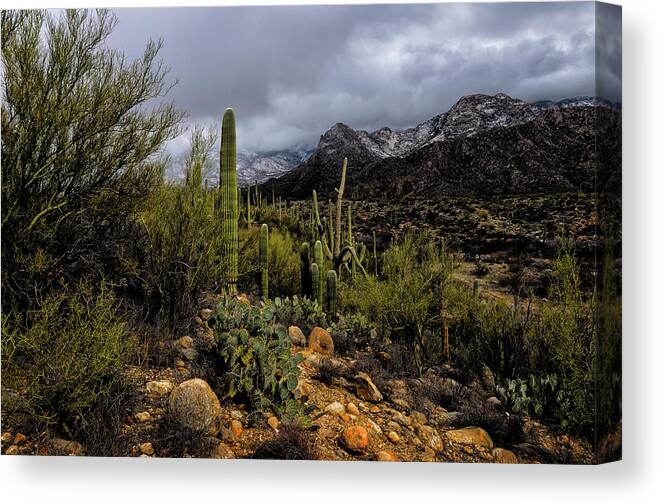 Acrylic Prints Canvas Print featuring the photograph Sonoran Winter No.1 by Mark Myhaver
