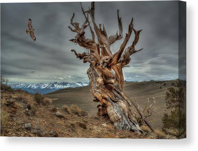 Hawk Canvas Print featuring the photograph Soaring over Bristle-cone Pine by Rick Strobaugh