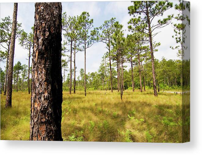 Pine Canvas Print featuring the photograph Southeast Pine Savanna by Bob Decker