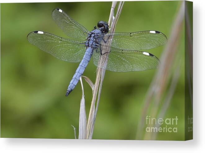 Blue Canvas Print featuring the photograph Spangled Skimmer by Randy Bodkins