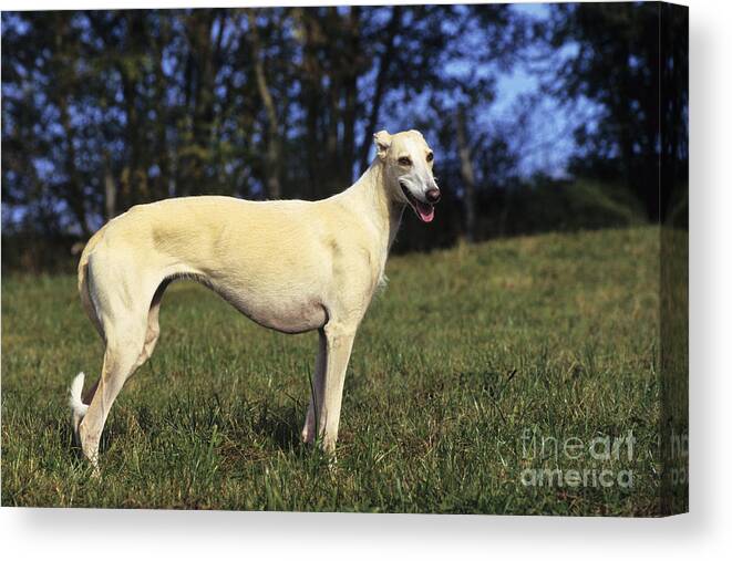 Galgo Canvas Print featuring the photograph Spanish Galgo by Jean-Louis Klein & Marie-Luce Hubert