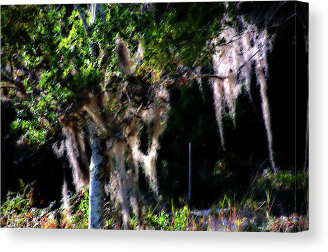 Spanish Moss Canvas Print featuring the photograph Spanish Moss by Gina O'Brien