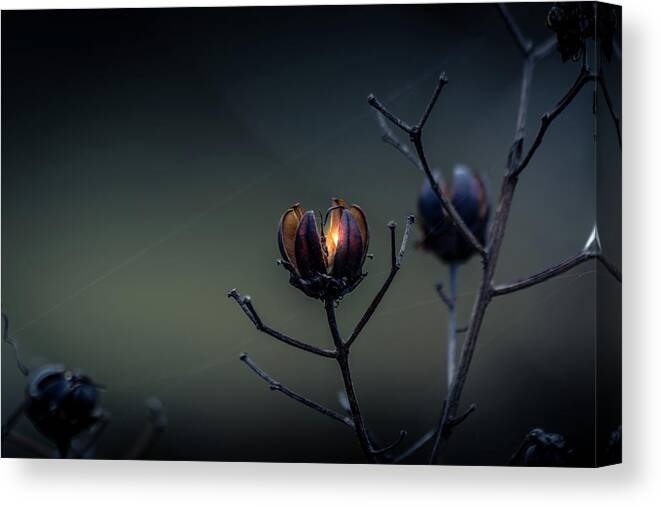 Hope Canvas Print featuring the photograph Spark of Hope by Allin Sorenson
