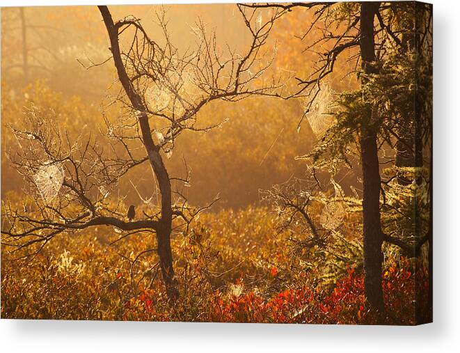 Autumn Canvas Print featuring the photograph Sparrow and Spiderwebs by Irwin Barrett
