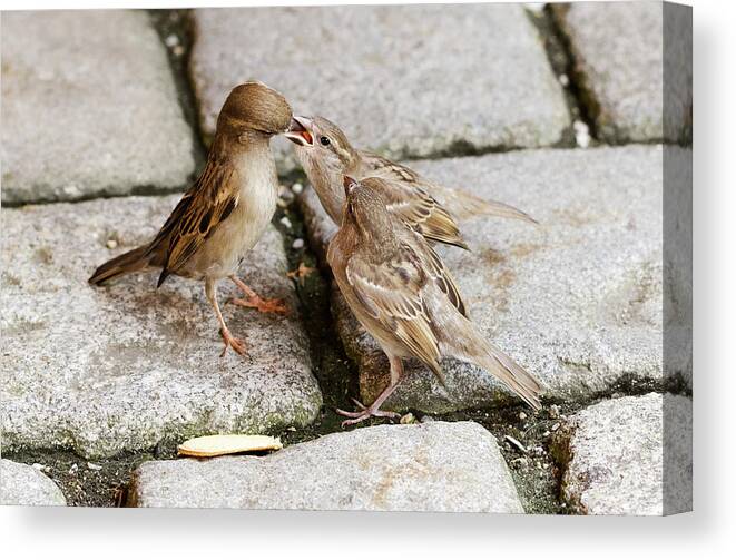 Sparrow Canvas Print featuring the photograph Sparrow Feeding Fledgelings by Peter Hermes Furian