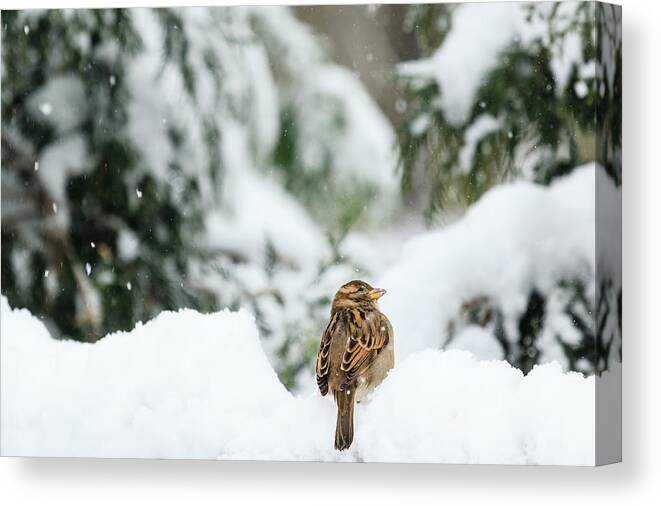 Backyard Canvas Print featuring the photograph Sparrow in First Snow by Joni Eskridge