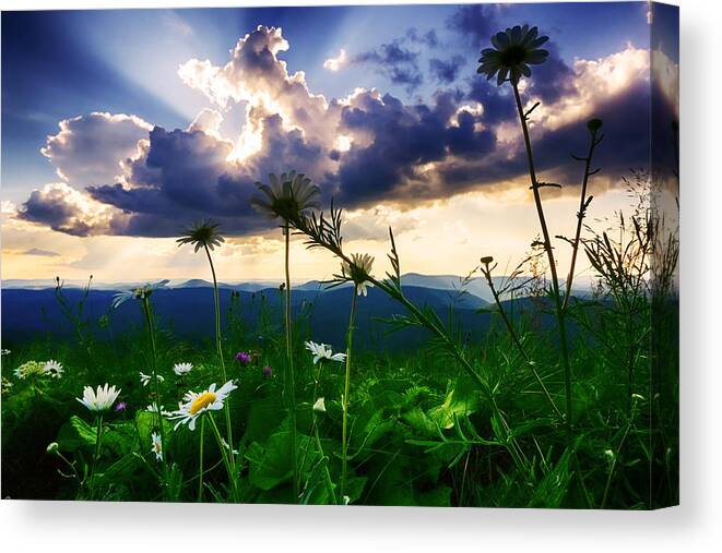 Sunset Canvas Print featuring the photograph Spectators by Amanda Jones