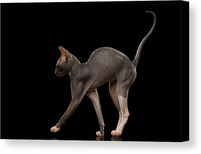 Cat Canvas Print featuring the photograph Sphynx Cat Funny Standing Isolated on Black Mirror by Sergey Taran