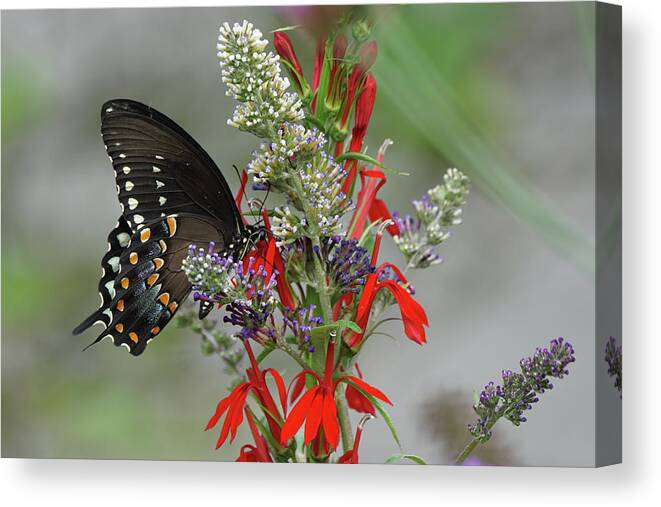 Spicebush Swallowtail Butterfly Canvas Print featuring the photograph Spicebush Swallowtail and Flowers by Robert E Alter Reflections of Infinity