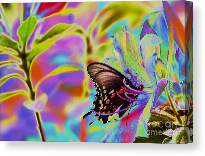 Butterfly Canvas Print featuring the photograph Spicebush Swallowtail Butterfly Solorize by Donna Brown