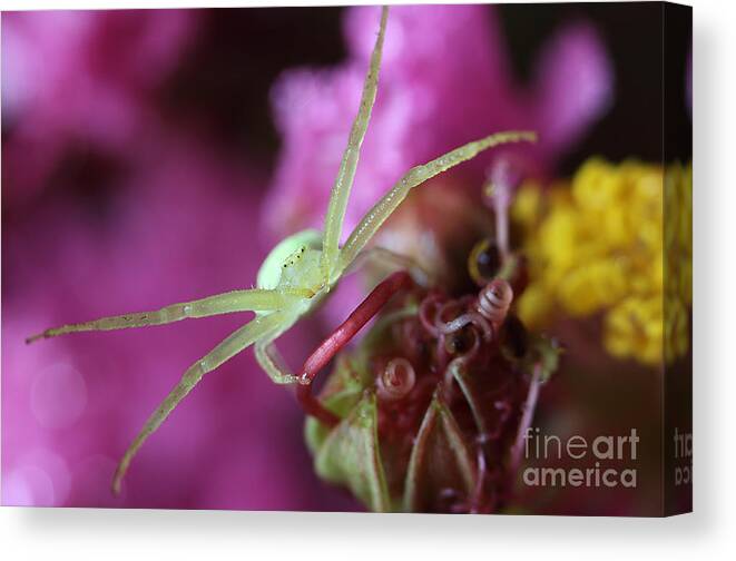 Crab Spider Canvas Print featuring the photograph Spider In The Crepe Myrtle Tree by Mike Eingle