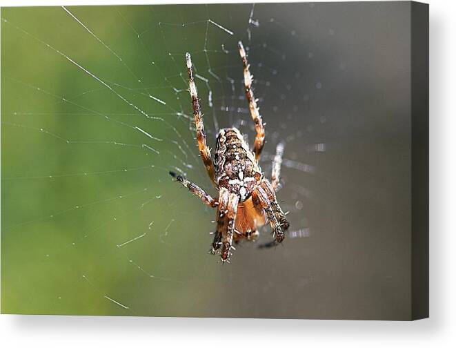 Animal Canvas Print featuring the photograph Spider by Paulo Goncalves