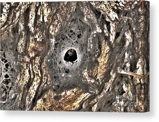 Spider Canvas Print featuring the photograph Spider's House by Cassandra Buckley