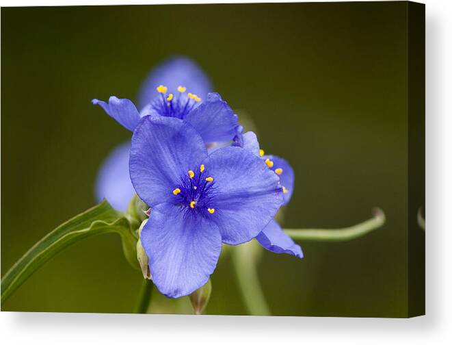 Flowers Canvas Print featuring the photograph Spiderwort by Robert Potts