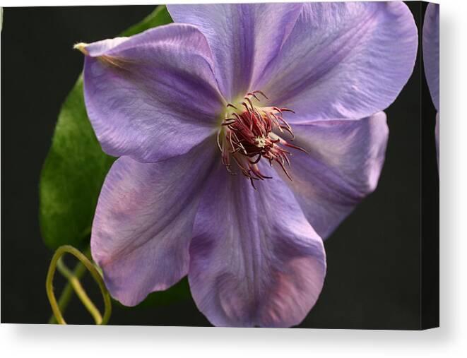 Abundant Canvas Print featuring the photograph Spinning Clematis by Tammy Pool