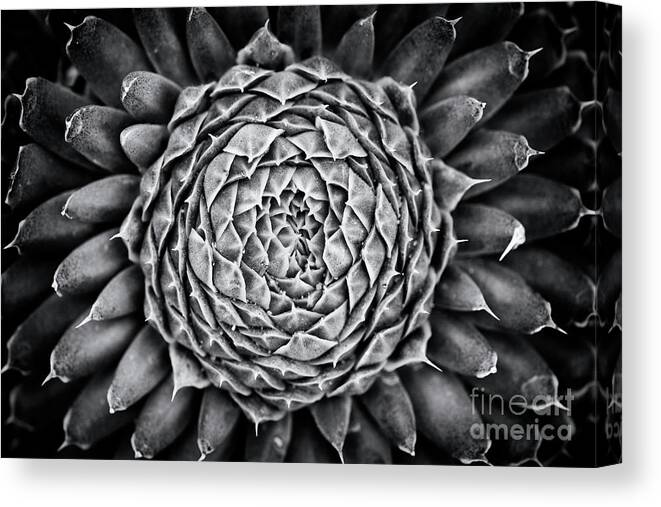 Orostachys Spinosa Canvas Print featuring the photograph Spiny Pennywort Monochrome by Tim Gainey