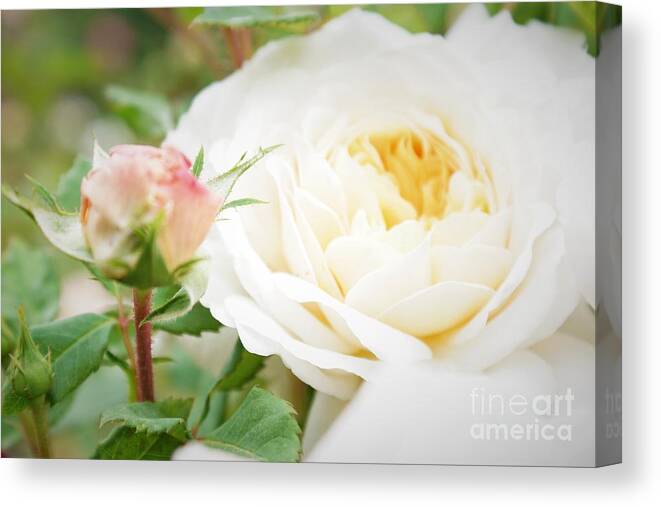 Flowers Canvas Print featuring the photograph Splended Roses by Bob Martin