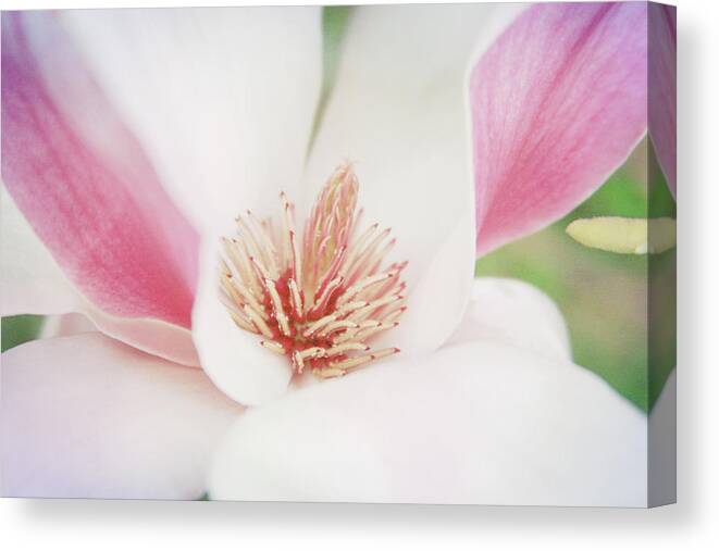 Floral Canvas Print featuring the photograph Splendid Spring by Toni Hopper