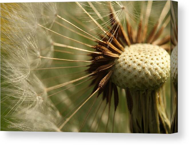 Connie Handscomb Canvas Print featuring the photograph Spokes by Connie Handscomb